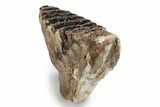 Fossil Woolly Mammoth Lower M Molar - North Sea Deposits #357039-4